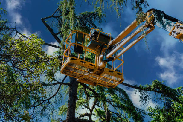 Best Commercial Tree Services  in Inkerman, PA